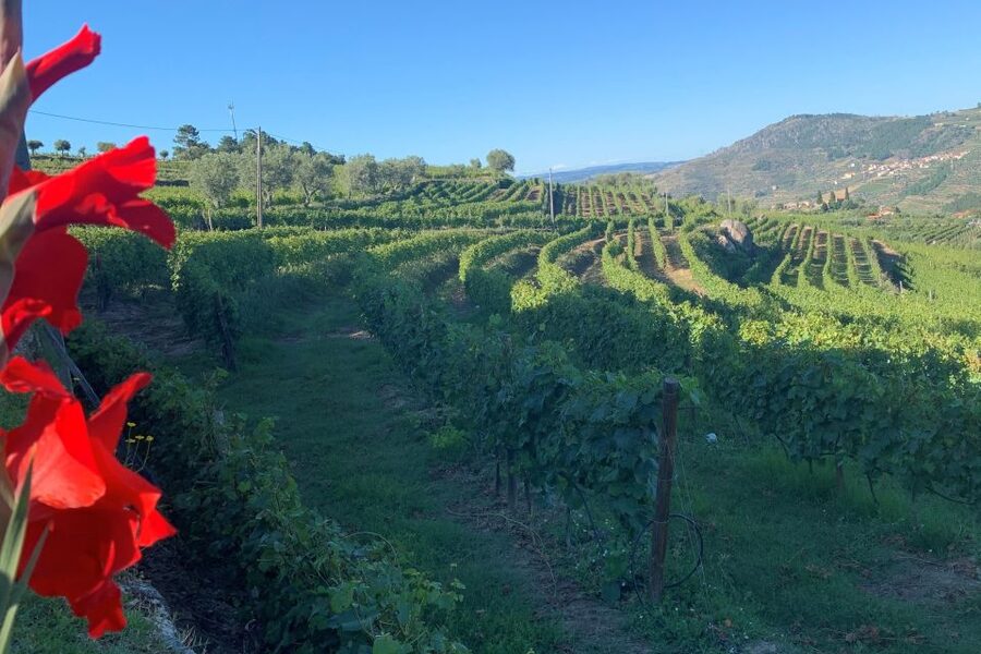 Lamego: Quinta da Portela de Baixo Winery Tour and Tasting - Key Highlights You Will Actually Care About
