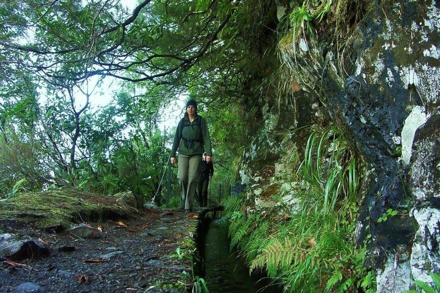 Levada Walk and Caldeirao Verde Waterfalls: Madeira - Why Madeira levadas feel like a working woodland path