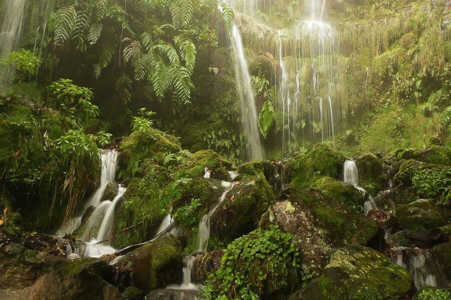 Levada Walk and Caldeirao Verde Waterfalls: Madeira - Starting at Queimadas Forestal Park: the forest mood sets in fast