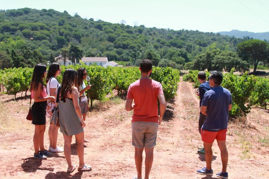 Lisbon: Arrábida and Sesimbra Day Trip with Wine - A South of Lisbon Day That Mixes Coast Views With Real Wine Stops