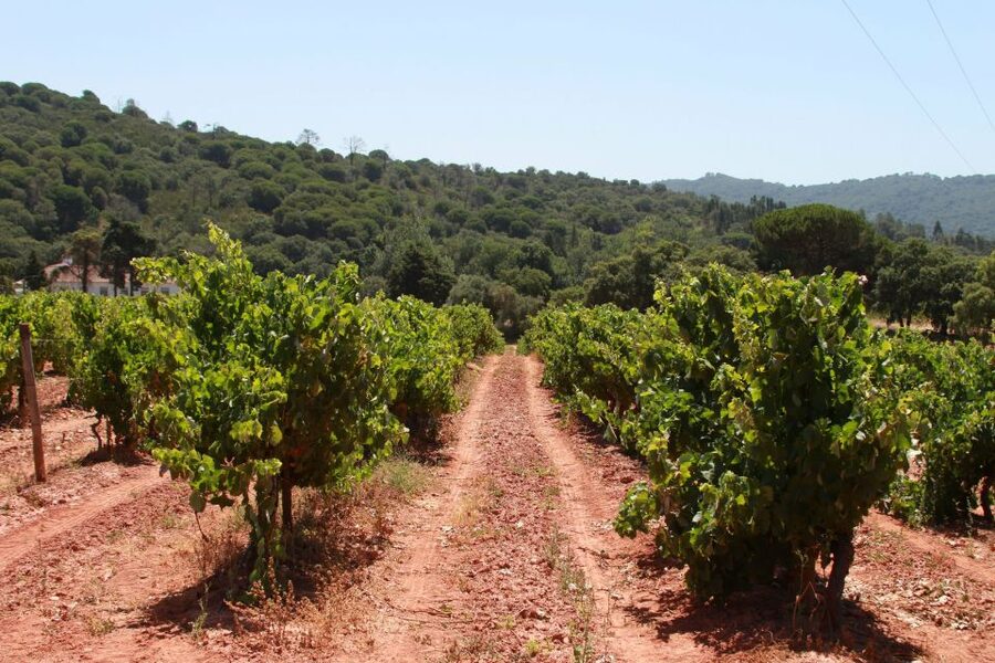 Lisbon: Arrábida and Sesimbra Day Trip with Wine - Sesimbra: Lunch on Your Own and a Fisherman’s Pace