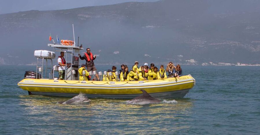 Lisbon: Arrábida Natural Park Dolphin Watching Boat Tour - Key things to know before you go