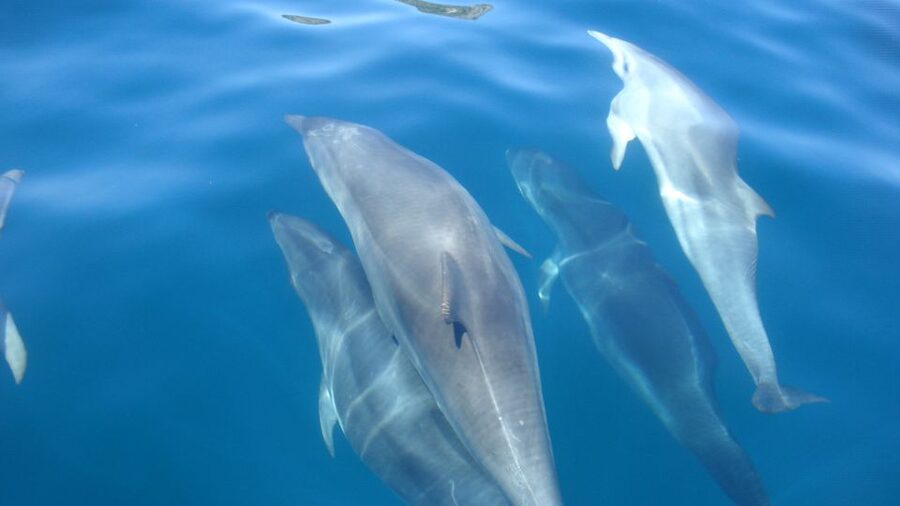 Lisbon: Arrábida Natural Park Dolphin Watching Boat Tour - Who this boat tour suits best, and who should reconsider