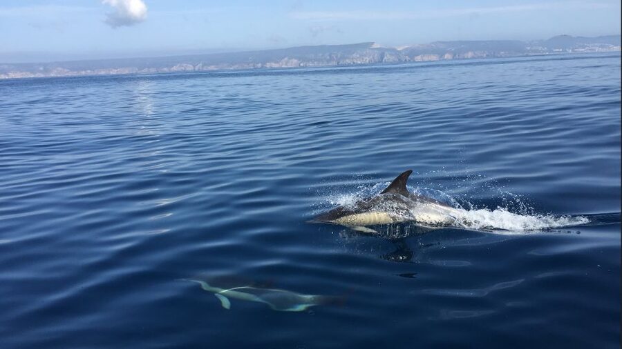 Lisbon: Arrábida Natural Park Dolphin Watching Boat Tour - Why Arrábida Natural Park is the right place to chase dolphins