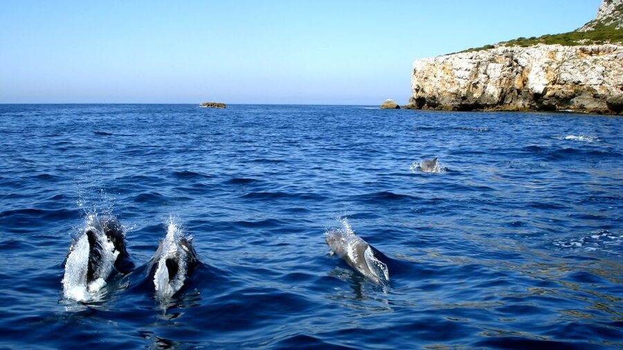 Lisbon: Arrábida Natural Park Dolphin Watching Boat Tour - On the boat: what the dolphin search feels like