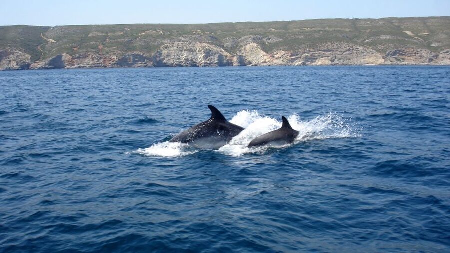 Lisbon: Arrábida Natural Park Dolphin Watching Boat Tour - The Arrábida coastline views you actually remember