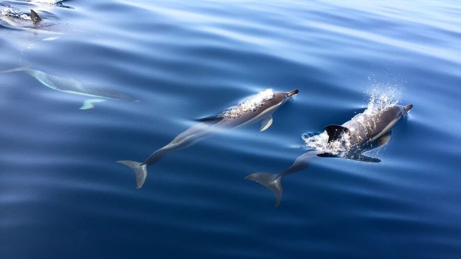 Lisbon: Arrábida Natural Park Dolphin Watching Boat Tour - Food on the sea: the regional pastry moment