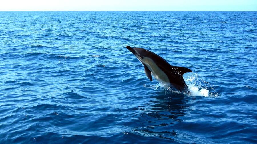 Lisbon: Arrábida Natural Park Dolphin Watching Boat Tour - How long the tour really takes, and how to plan your day