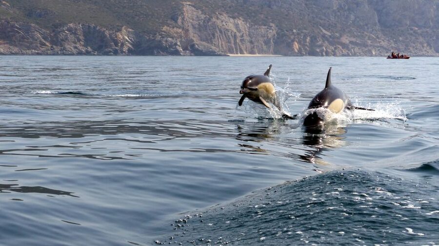 Lisbon: Arrábida Natural Park Dolphin Watching Boat Tour - Is this tour worth $58 per person?