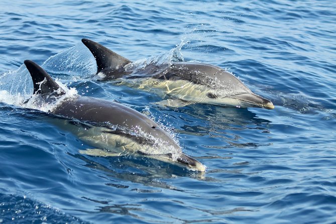 Lisbon: Dolphin Watching with a Marine Biologist - Ocean Safari - Doca de Santo Amaro to Dolphin Territory, in about 3 hours