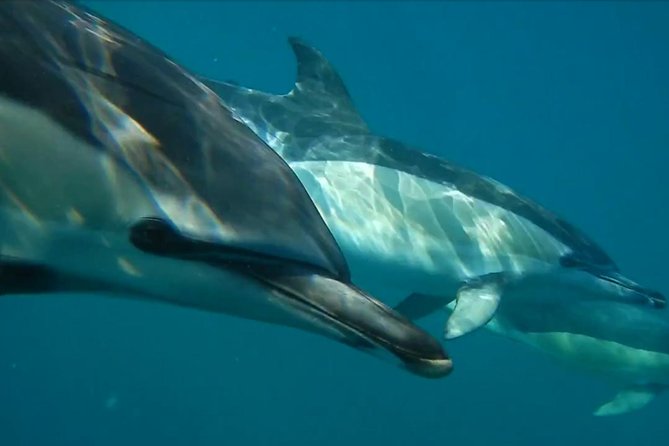 Lisbon: Dolphin Watching with a Marine Biologist - Ocean Safari - The marine biologist onboard, and why it changes how you watch