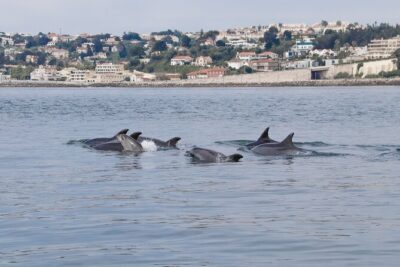 Dolphin Watching with a Marine Biologist – Ocean Safari