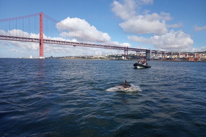 Lisbon: Dolphin Watching with a Marine Biologist - Ocean Safari - Sliding past Lisbon, then out of the Tagus