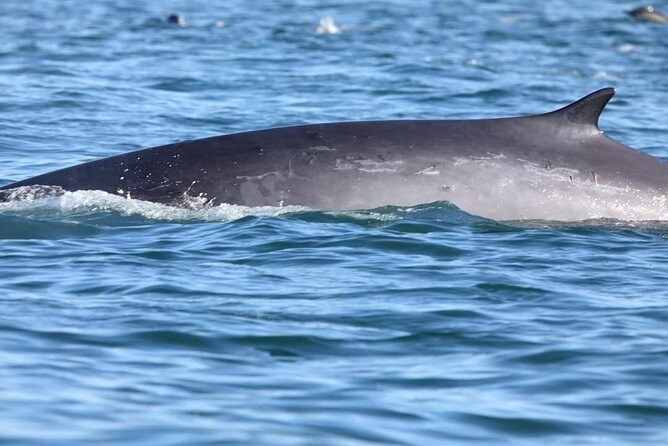 Lisbon: Dolphin Watching with a Marine Biologist - Ocean Safari - Stop 2: Farol do Bugio, the scouting zone for pods