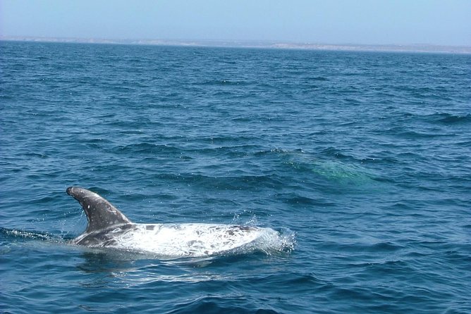 Lisbon: Dolphin Watching with a Marine Biologist - Ocean Safari - Dolphin chances, and what other wildlife can show up