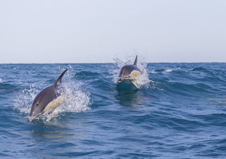 Lisbon: Dolphin Watching with Marine Biologist - Getting to the dock: Doca de Santo Amaro, Gate 3