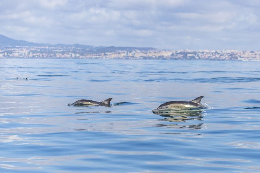 Lisbon: Dolphin Watching with Marine Biologist - Who should book this dolphin watching trip?