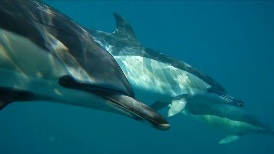 Lisbon: Dolphin Watching with Marine Biologist - Why a rigid inflatable speedboat helps dolphin watching