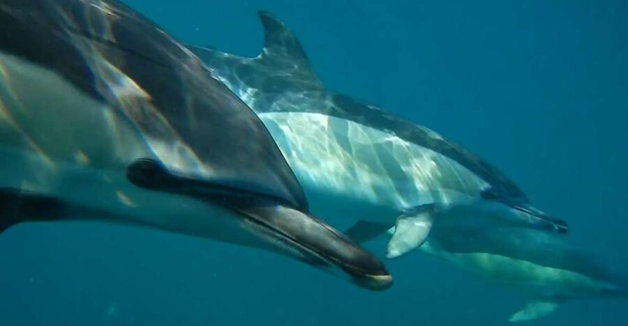 Lisbon: Dolphin Watching with Marine Biologist - Chasing wildlife in the Tagus-Atlantic mix: what “up to three hours” really means