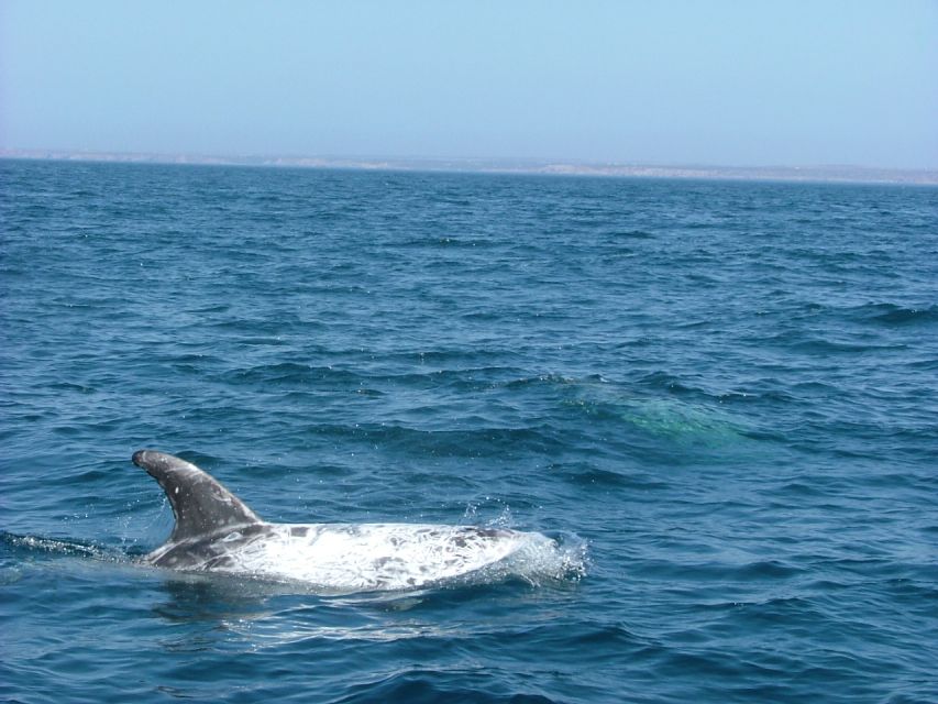 Lisbon: Dolphin Watching with Marine Biologist - Fort of São Lourenço do Bugio and the Bugio Lighthouse views