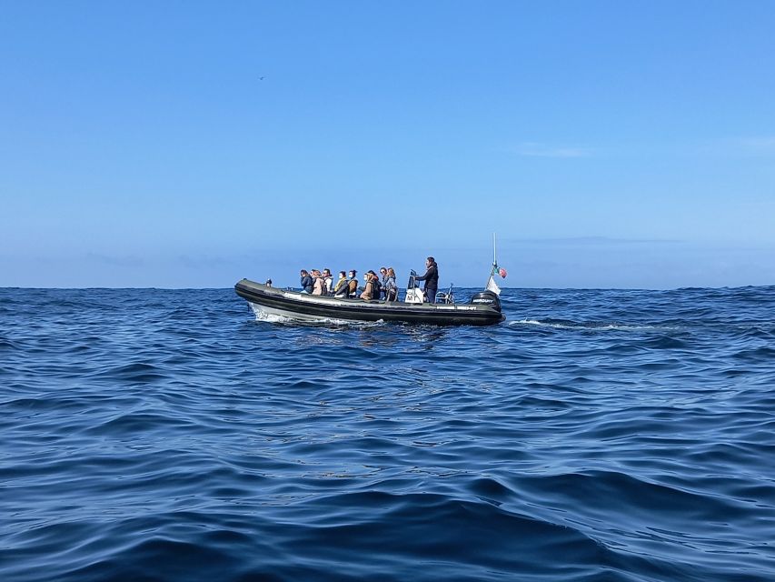 Lisbon: Dolphin Watching with Marine Biologist - Comfort, safety, and motion-sickness tips that actually matter