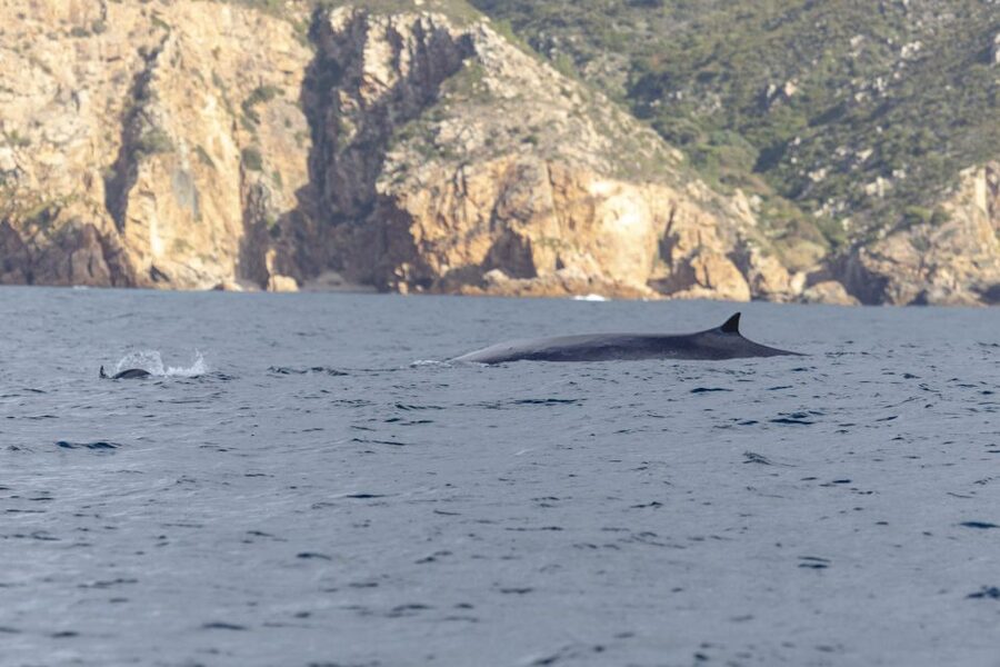 Lisbon: Dolphin Watching with Marine Biologist - Price and value: what $76 covers, and what you still need