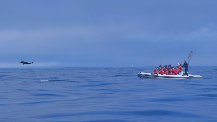 Lisbon: Dolphin Watching with Marine Biologist - Small Group - Who should book this Lisbon dolphin watching tour, and who should skip