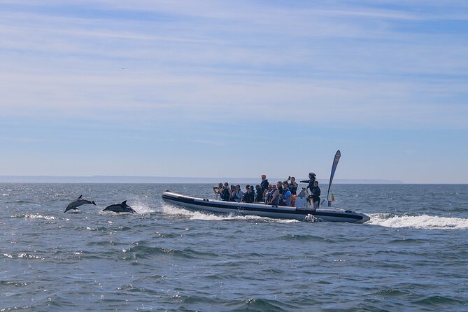 Lisbon: Dolphin Watching with Marine Biologist – Small Group - MAAT Waterfront Sightseeing: Art, Architecture, and a Good Photo Angle
