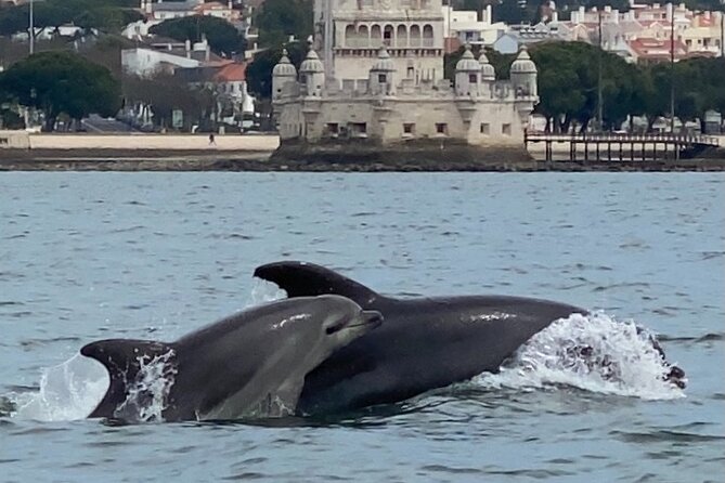Lisbon: Dolphin Watching with Marine Biologist – Small Group - The Marine Biologist Dolphin Search: What Actually Makes It Worth It