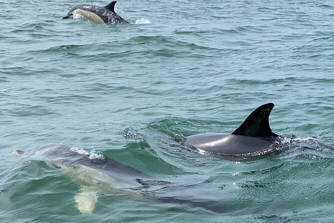 Lisbon: Dolphin Watching with Marine Biologist – Small Group - Don’t Get Caught Unprepared: Warmth, Water, and Seat Choice