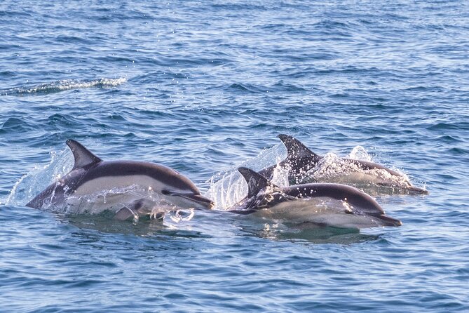 Lisbon: Dolphin Watching with Marine Biologist – Small Group - Who Should Book This Dolphin Cruise (and Who Might Skip It)