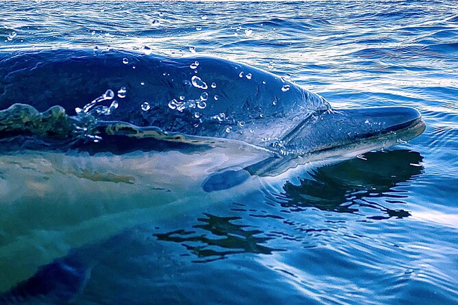 Lisbon: Dolphin Watching with Marine Biologist – Small Group - Ponte 25 de Abril From the Water: The Bridge Moment You Remember
