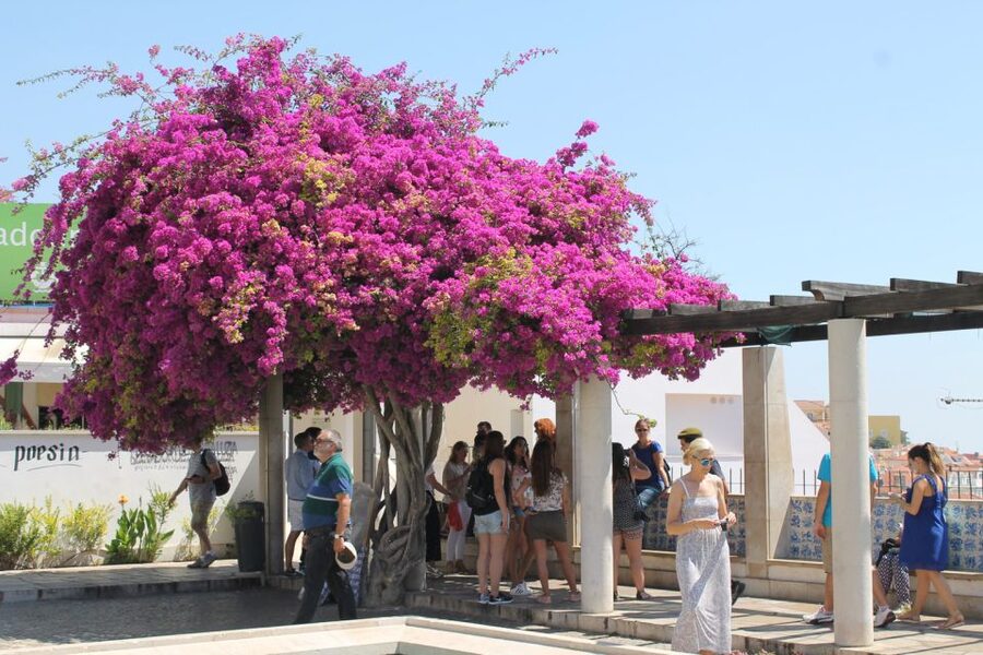Lisbon: Full-Day Private Walking Sightseeing Tour - Alfama on foot, where Moorish influences show up in daily scenes