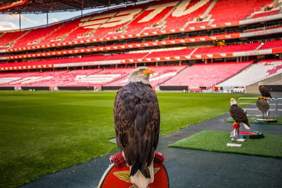 Lisbon: Luz Stadium Tour & SL Benfica Museum Entry - Cosme Damião Museum: 29 themed areas across three floors