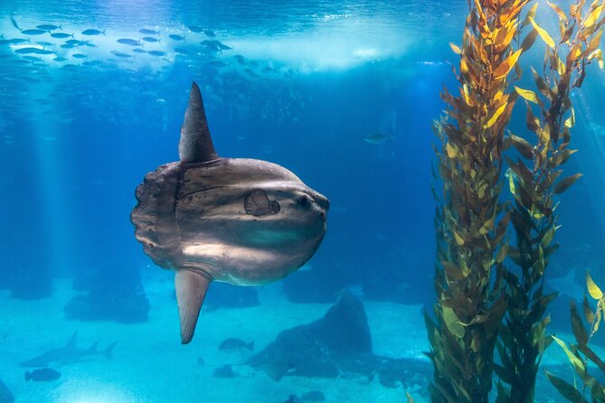 Lisbon Oceanario: Aquarium Entrance Ticket - How long to plan: the 2 to 3 hour flow