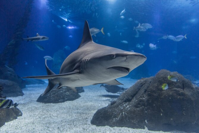Lisbon Oceanario: Aquarium Entrance Ticket - Timing your visit to beat crowd stress