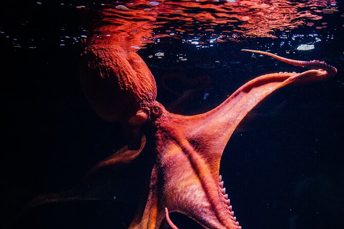 Lisbon Oceanario: Aquarium Entrance Ticket - Getting there at Parque das Nações, and what to do about food