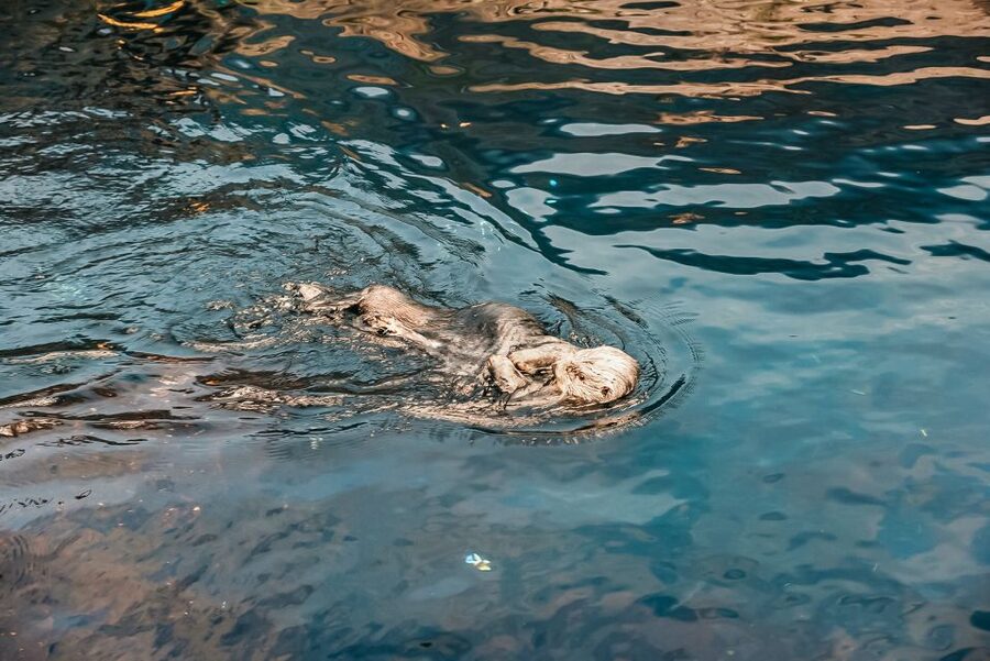 Lisbon: Oceanário de Lisboa Entrance Ticket - Key takeaways before you go