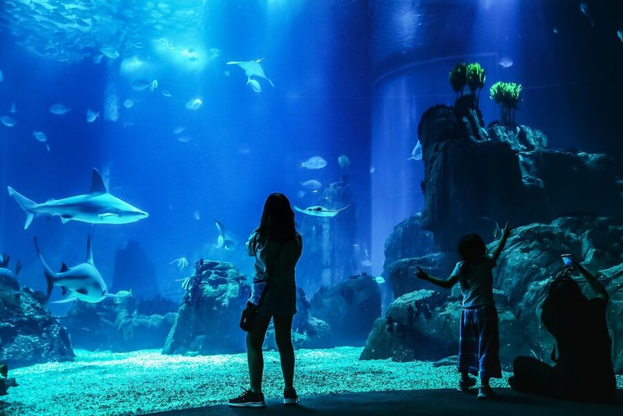 Lisbon: Oceanário de Lisboa Entrance Ticket - Europe’s largest indoor aquarium, built around one mind-blowing main tank