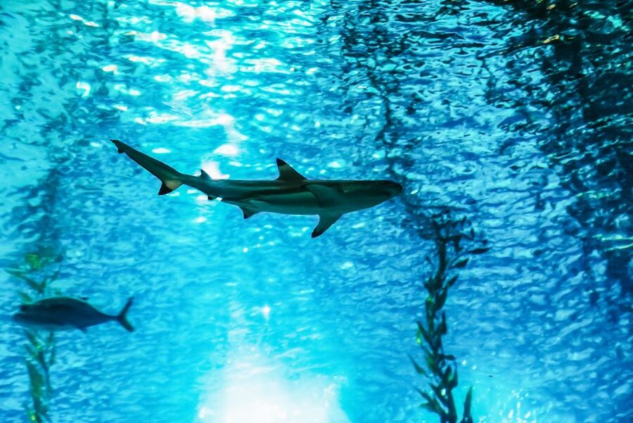 Lisbon: Oceanário de Lisboa Entrance Ticket - Sharks, coral reefs, and the sea otter moment you should time your visit around