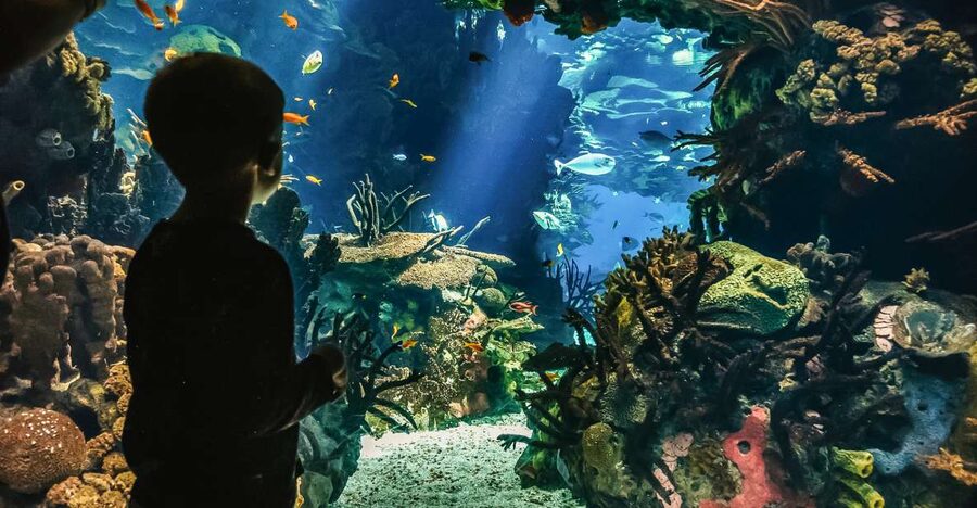 Lisbon: Oceanário de Lisboa Entrance Ticket - Getting a guided tour (in English, Spanish, or Portuguese) if you want the names and the why