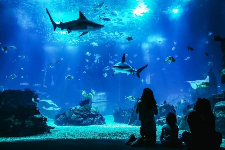 Lisbon: Oceanário de Lisboa Entrance Ticket - Timing tips: how to dodge crowds and catch the best activity in the tanks