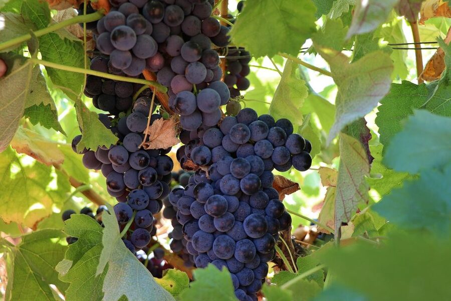 Lisbon Private Setúbal Region Wine Tasting Tour - Arrábida viewpoints: the scenic reset that makes the tasting day feel complete