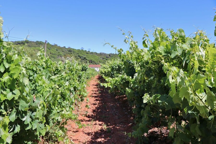 Lisbon Private Setúbal Region Wine Tasting Tour - Transportation and “getting there” time, without losing the day