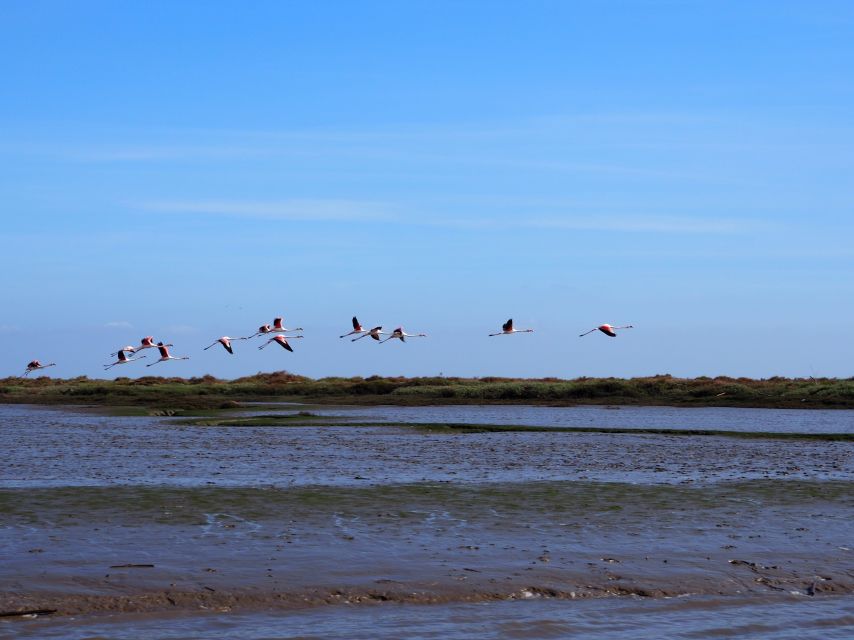 Lisbon: Tagus Estuary Nature Reserve Birdwatching Boat Tour - Key Things That Make This Tour Worth Your Time