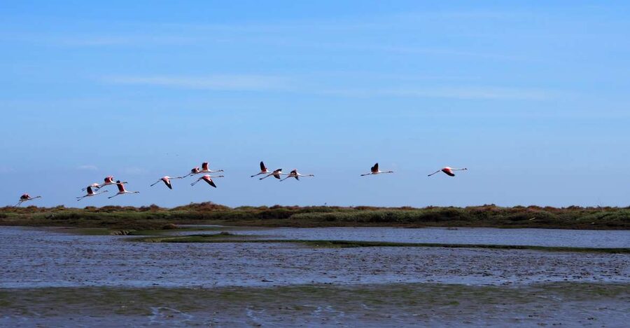 Lisbon: Tagus Estuary Nature Reserve Birdwatching Boat Tour - Parque das Nações to Bairro dos Pescadores 21, City Views Without Losing the Plot
