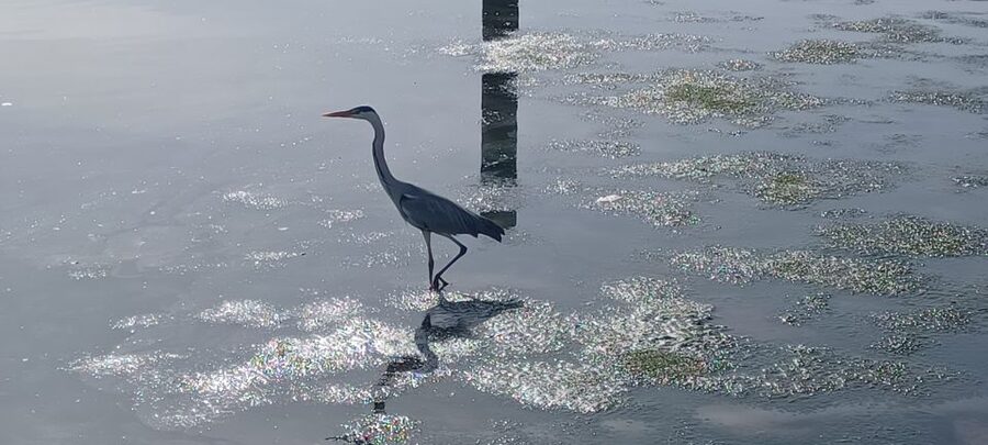 Lisbon: Tagus Estuary Nature Reserve Birdwatching Boat Tour - Who This Tour Fits Best (and Who Might Skip It)