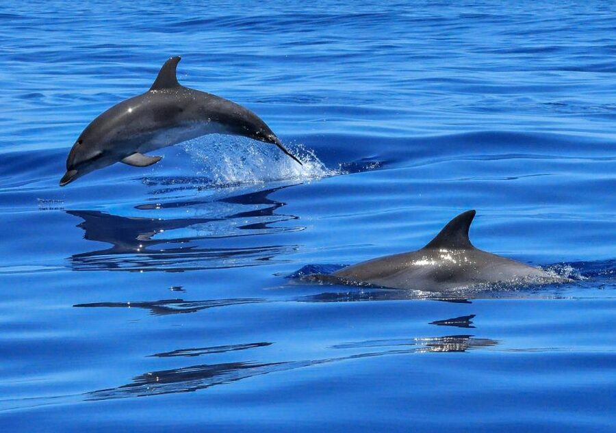 Lisbon: Tagus River Cruise to the Ocean & Dolphin Watching - Key highlights worth your time