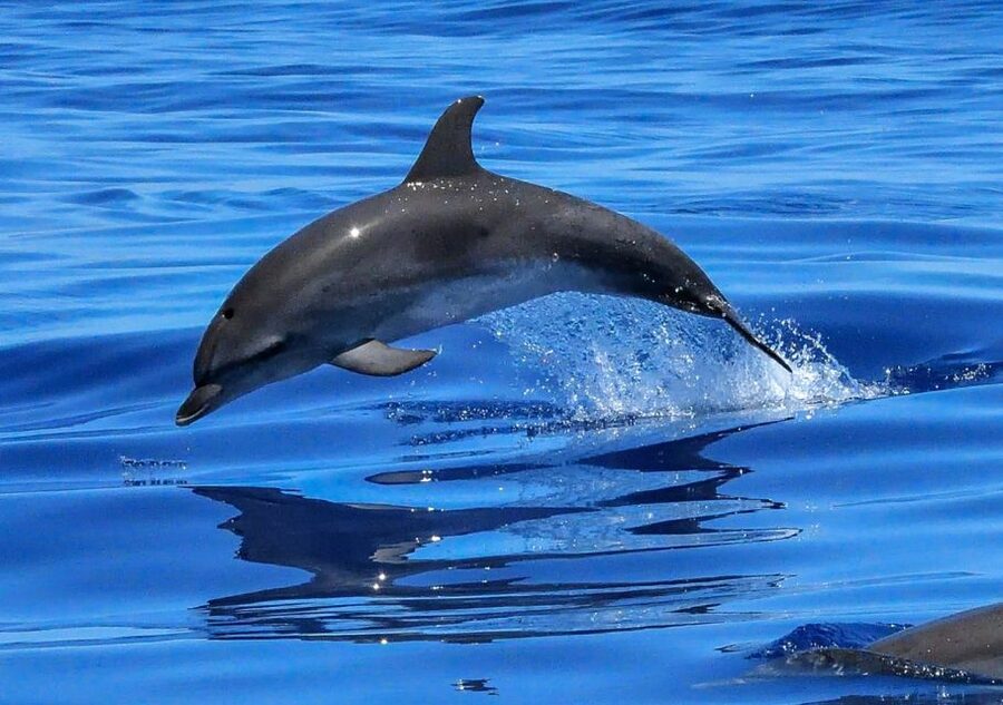 Lisbon: Tagus River Cruise to the Ocean & Dolphin Watching - Dolphins: what you can reasonably hope for, and what you should do