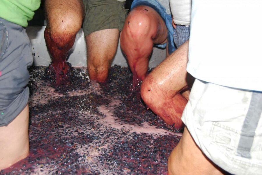 Loulé: Quinta da Tôr Winery Guided Tour and Wine Tasting - Key takeaways before you go